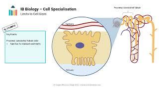 Cell Specialisation video thumbnail